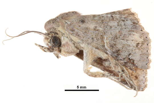 Image of <i>Targalla palliatrix</i>