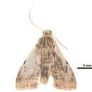 Image of <i>Euconosia obscuriventris</i>