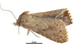 Image of Diascoides ferruginea (Hampson 1905)