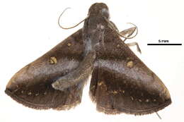 Image of Hadennia mysalis (Walker 1859)