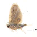 Image of <i>Diduga ciliata</i>