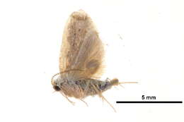 Image of <i>Diduga ciliata</i>