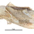 Image of <i>Saliocleta lativitta</i>