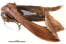 Image of Tarsolepis malayana