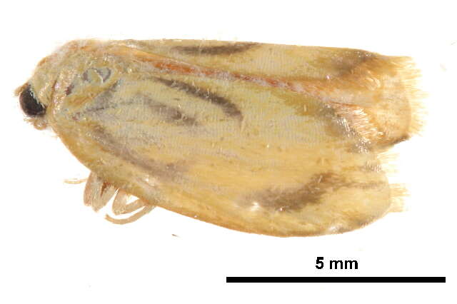 Plancia ëd Trischalis stomata Holloway 2001