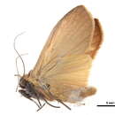 Eilema fasciculosa Walker 1862的圖片