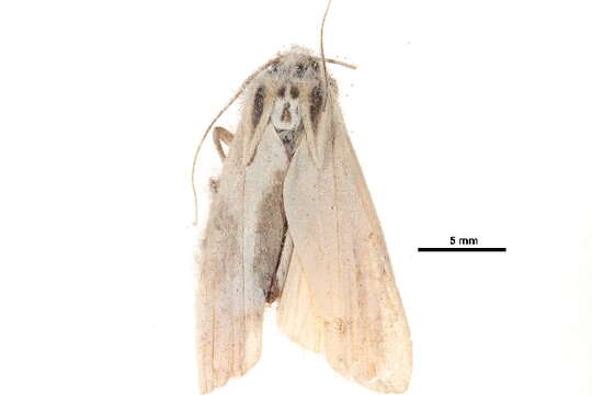 Sivun Tigrioides puncticollis Butler 1877 kuva