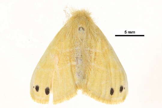 Слика од Artaxa digramma Boisduval 1844