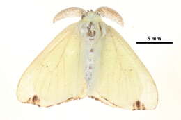 Arctornis rutila Fabricius 1781 resmi