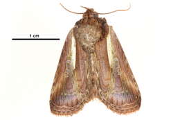 Image of Triorbis aureovitta Hampson 1902