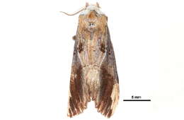 Image of <i>Allodonta austrocollaris</i>