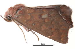 Image of Arthisma mutilata