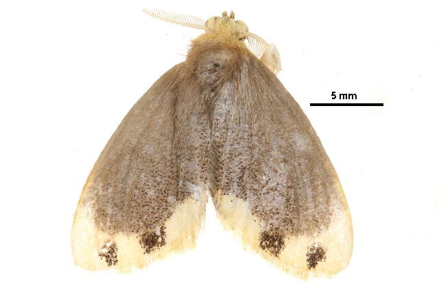 Sivun Toxoproctis bifurcata van Eecke 1928 kuva