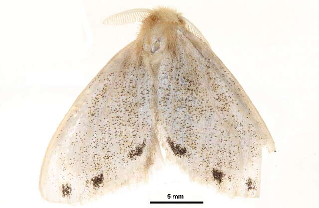 Sivun Toxoproctis Holloway 1999 kuva