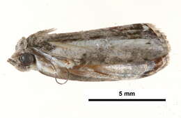 Image of <i>Etanna vittalis</i>