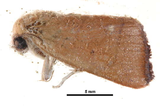 <i>Xenochroa purpurea</i>的圖片