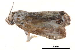 Image of <i>Etanna breviuscula</i>