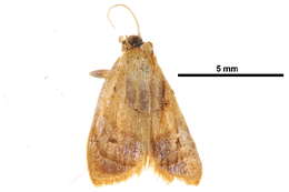 Image of Stictosia flexilisana Walker 1863