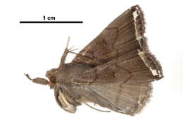 Image of <i>Polypogon albapex</i>