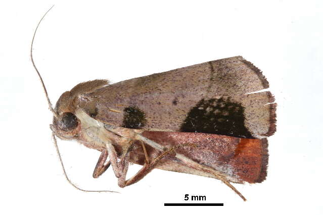 <i>Xenochroa costiplaga</i>的圖片