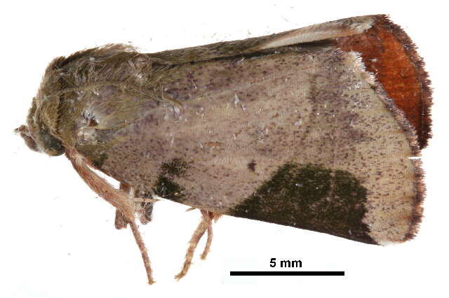 <i>Xenochroa costiplaga</i>的圖片