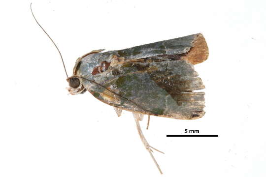 Image of Lasiolopha