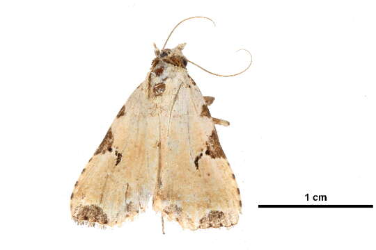 Image of Oglasa costisignata Hampson 1926