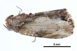 Image of <i>Etanna breviuscula</i>