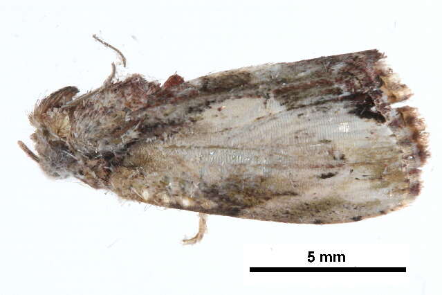 Image of <i>Etanna breviuscula</i>