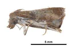 Image de Gyrtothripa