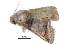 Image of Aplotelia diplographa