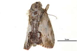 Image of <i>Etanna breviuscula</i>