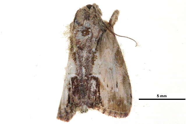 Image of <i>Etanna breviuscula</i>