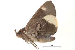 Image of Chrysopera Hampson 1894