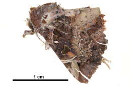 Image of <i>Targalla apicifascia</i>