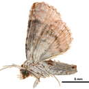 Image of <i>Chlumetia postrubra</i>