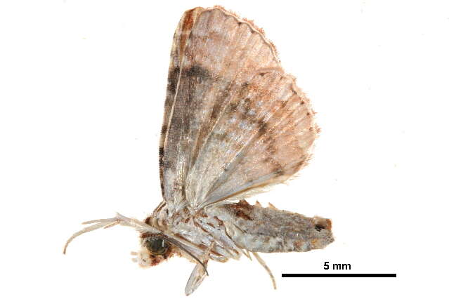 <i>Chlumetia postrubra</i>的圖片