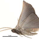 Image of Heterospila nigripalpis