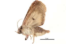 Image of Triorbis aureovitta Hampson 1902