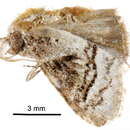 Image of <i>Meganola triangulalis</i>