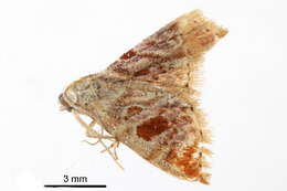 Image of <i>Eublemma ignefusa</i>