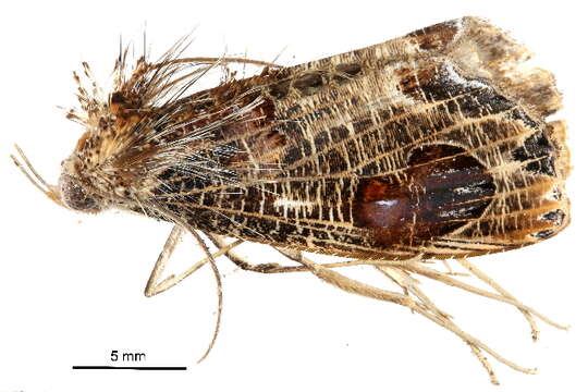 Image of Pilipectus cyclopis Hampson 1912