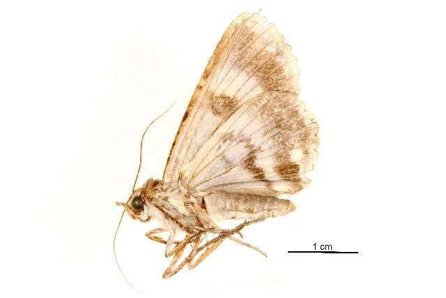 Image of Ercheia pulchrivena Walker 1864