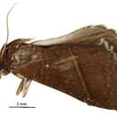 Image of <i>Lophoptera univalva</i>