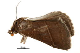 Image of <i>Lophoptera univalva</i>