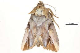 Image of Elydnodes ornata Wileman & West 1929