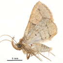 Image of Bertula carta Swinhoe 1902