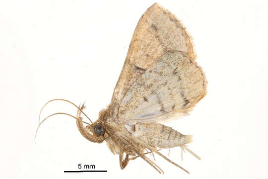 Image of Bertula carta Swinhoe 1902