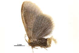 Image of Rhypotoses glebula Swinhoe 1906