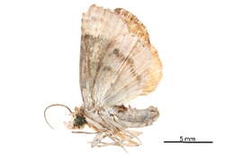 <i>Chlumetia postrubra</i>的圖片